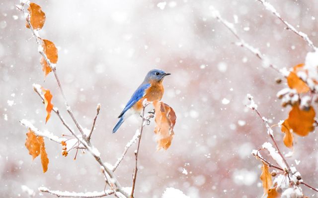 Bluebird on snowy branch with orange leaves.