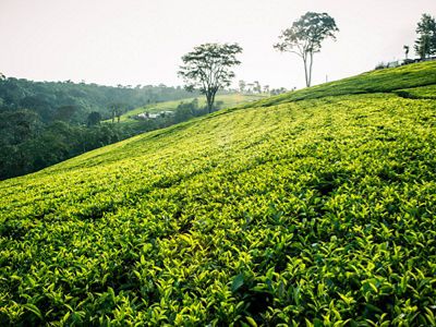 Tea Farming
