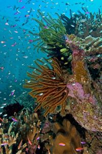 Coral reef in Papua New Guinea