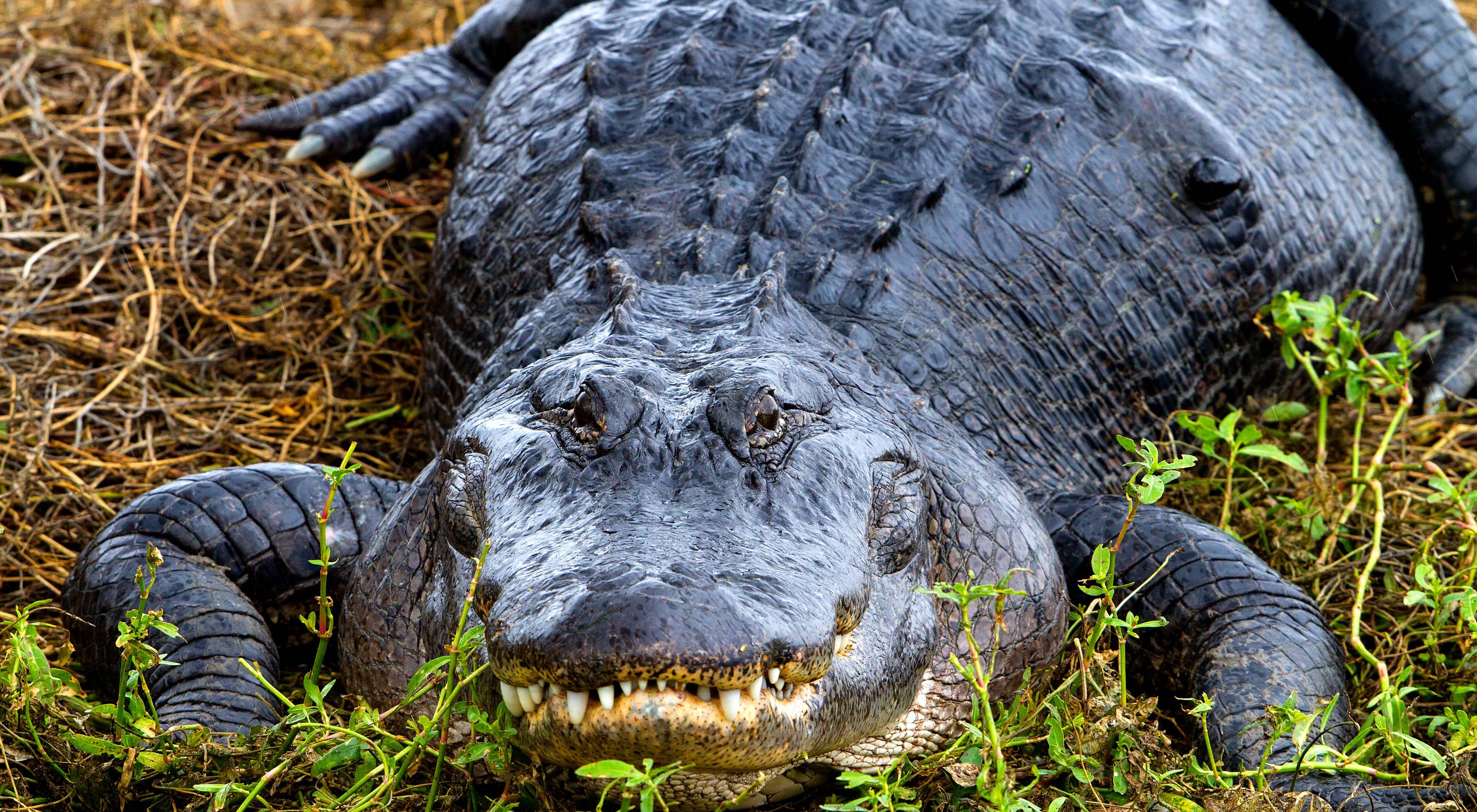 Why Are Alligators Protected?