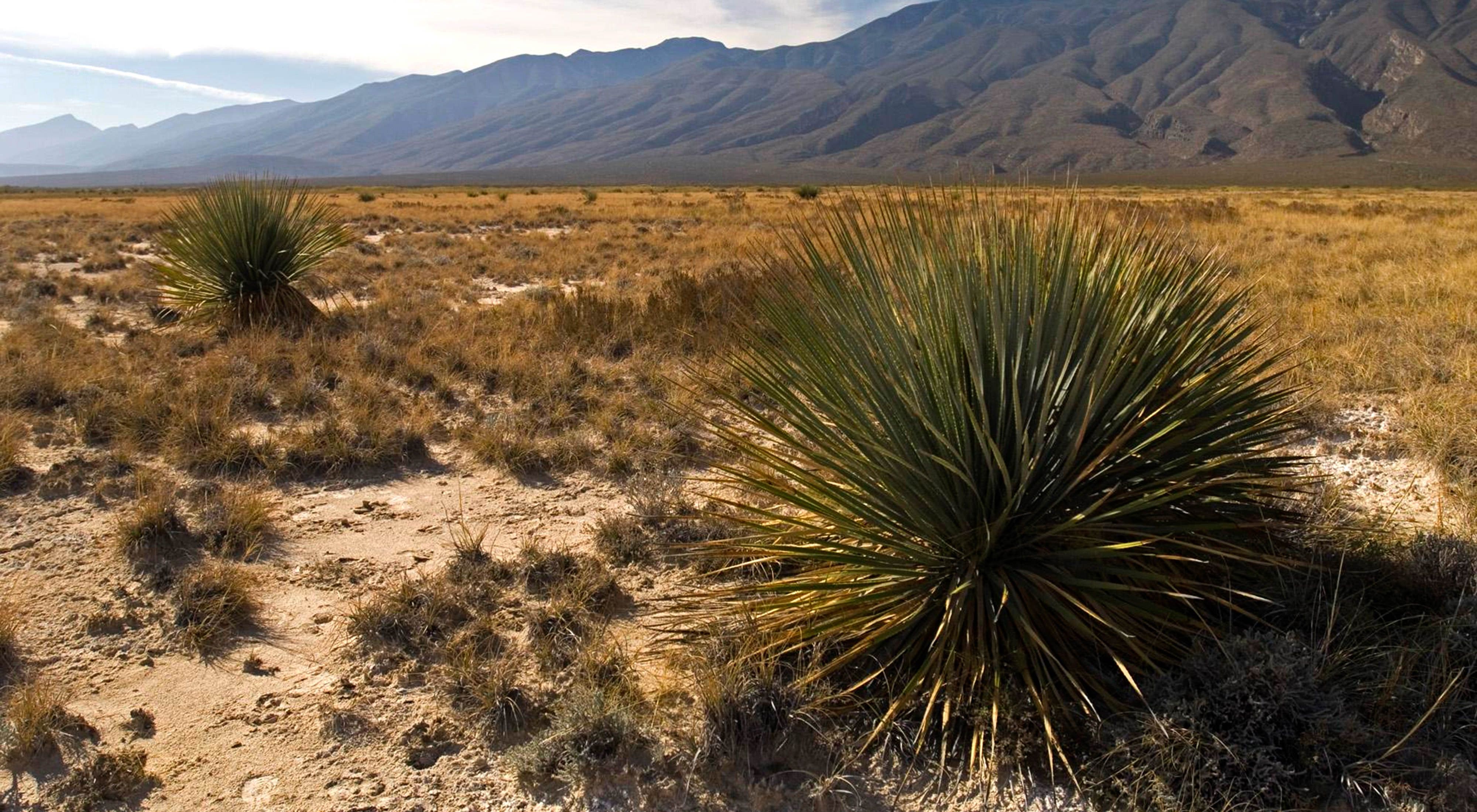 New Mexico Desert Grassland