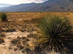 New Mexico Desert Grassland