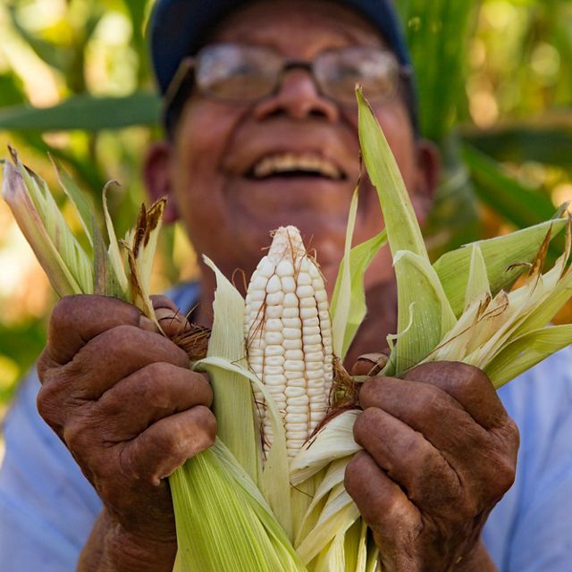79-year-old Dionisio Yam Moo checks on his corn in his "milpa" personal agricultural field.