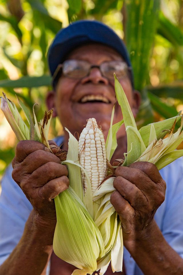 A man smiles as he holds up freshly picked corn