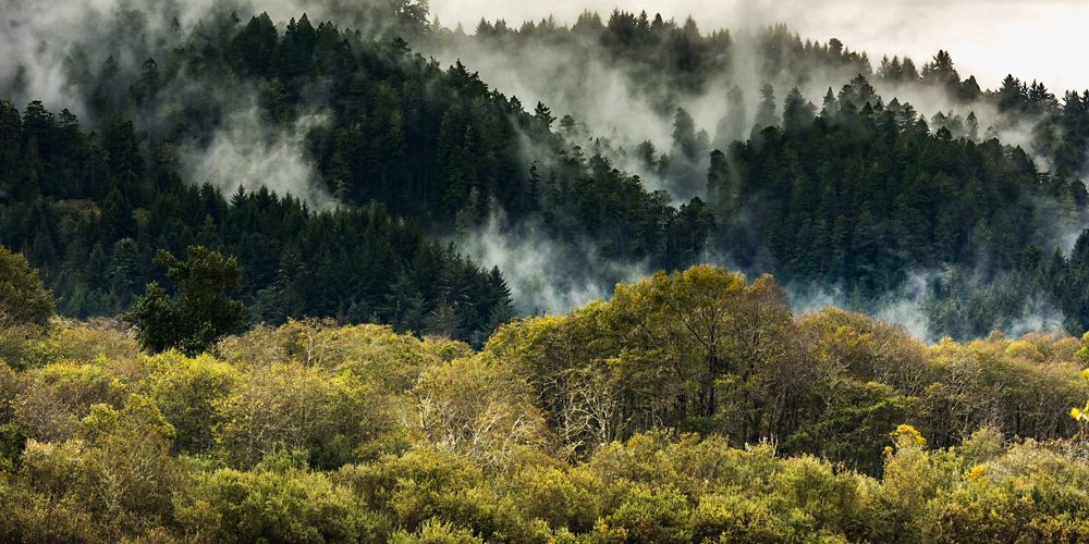 Forest with fog