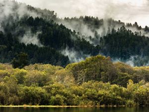 The Yurok Tribe, the largest tribal group in California, owns land around the Klamath River and are participants in California's forest carbon offset program.