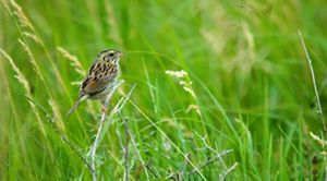 Closeup view of a Henslow's sparrow perched on prairie grasses.