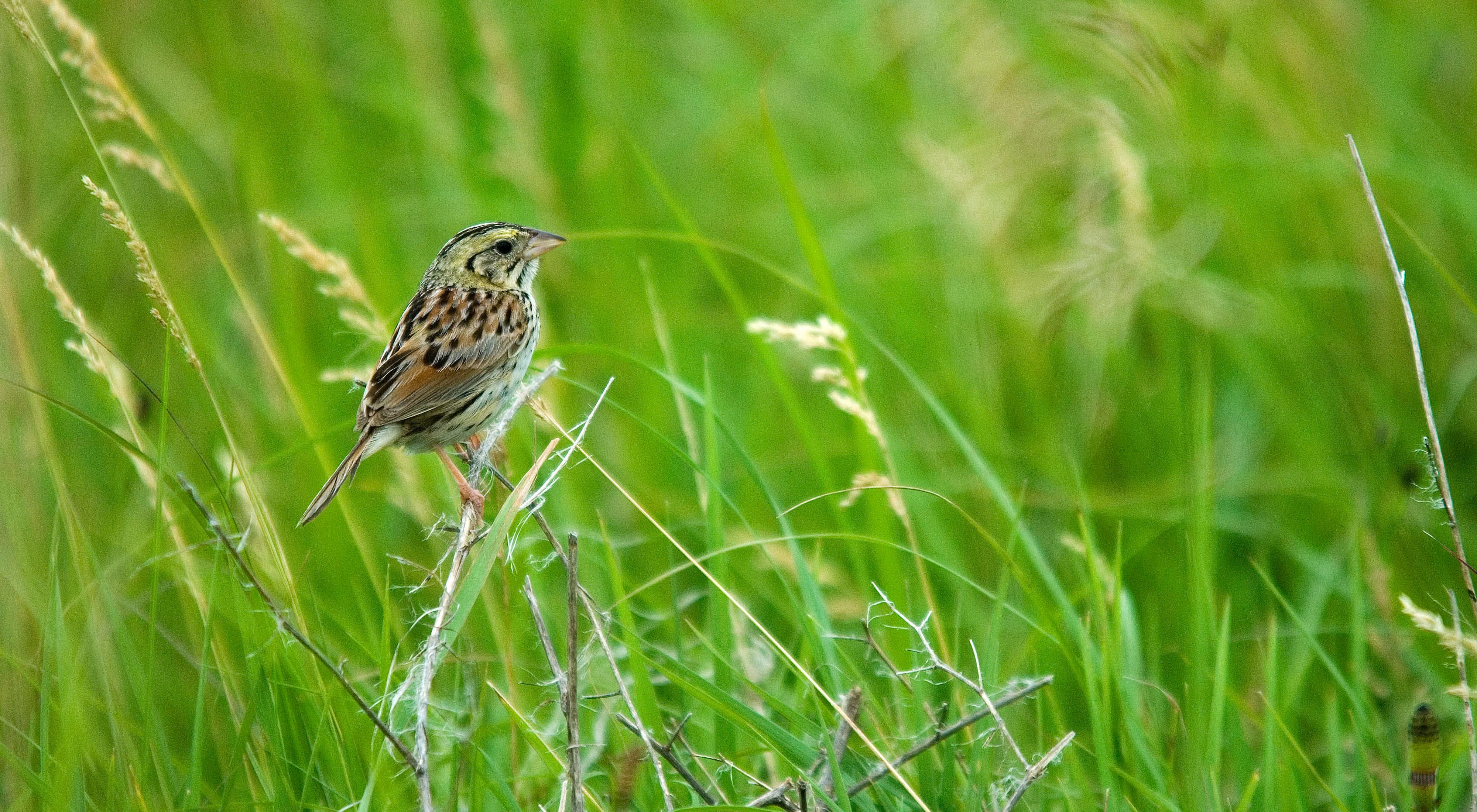 Closeup view of a Henslow's sparrow perched on prairie grasses.