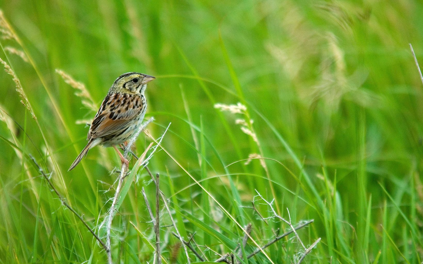 
                
                  Breeding Birds Twenty different species of grassland birds breed at Anderson County Prairies, including the pictured Henslow's sparrow, dickcissel and eastern meadowlark. 
                  © Chris Helzer/The Nature Conservancy
                
              