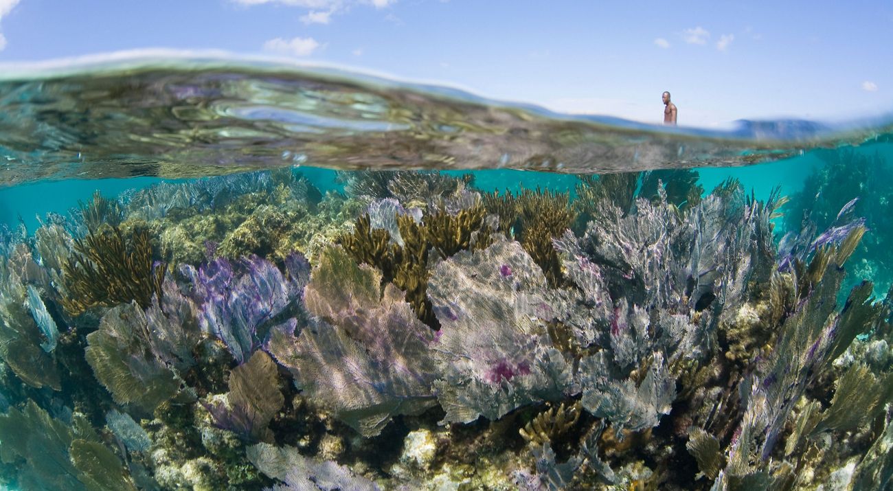 Underwater view of coral reef with blue sky above and a