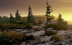 Sunrise shows in the misty air behind spruce trees and a rocky landscape.