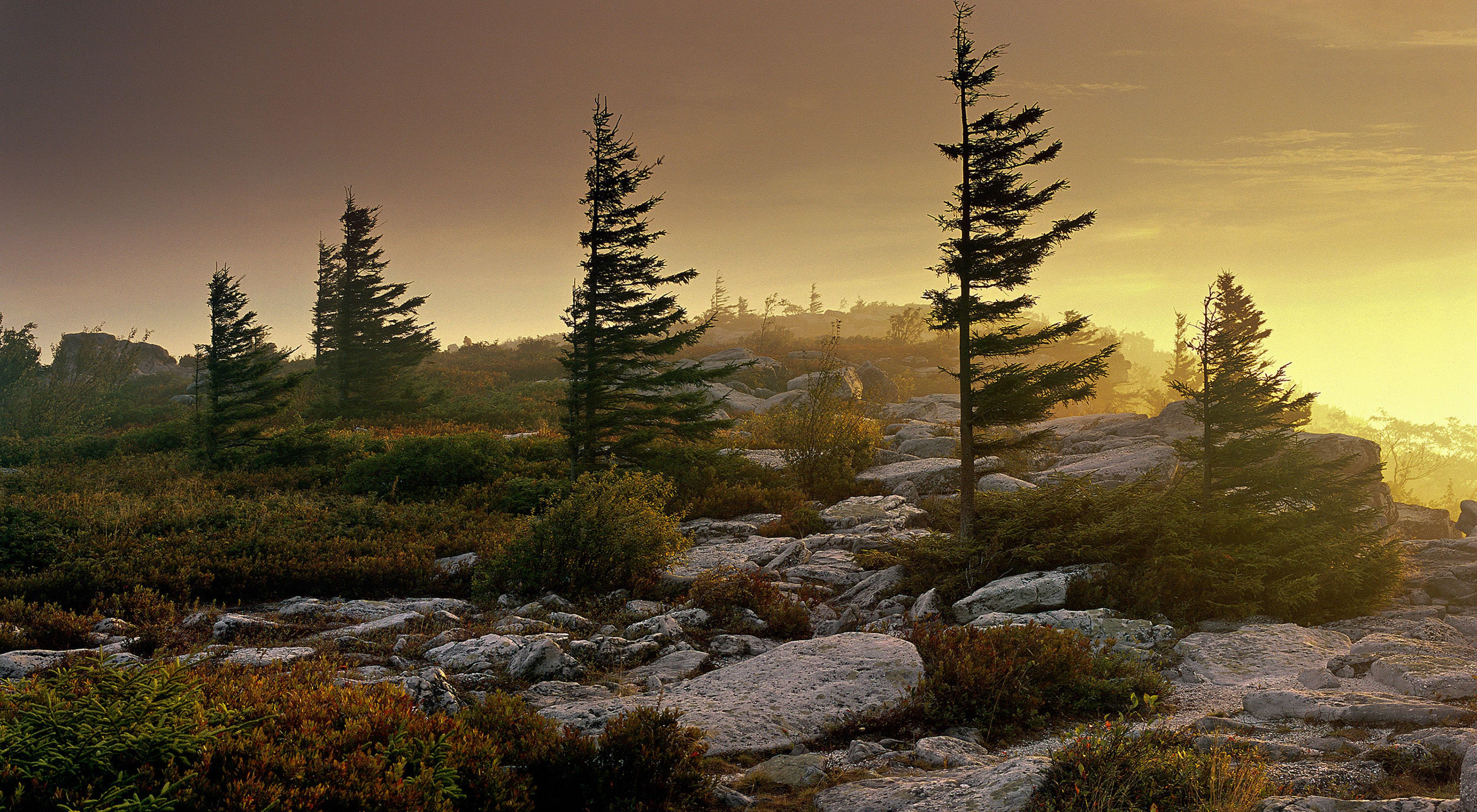Sunrise shows in the misty air behind spruce trees and a rocky landscape.