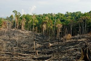 Tropical forest areas that have been deforested through a process of slash and burn to open areas for agriculture and subsistence farming in the Kalimantan region of Borneo, Indonesia.
