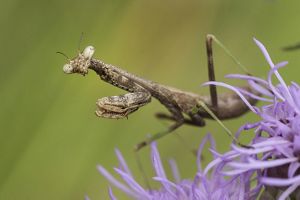 Praying mantis nymph on Liatris aspera (blazing star) plant.