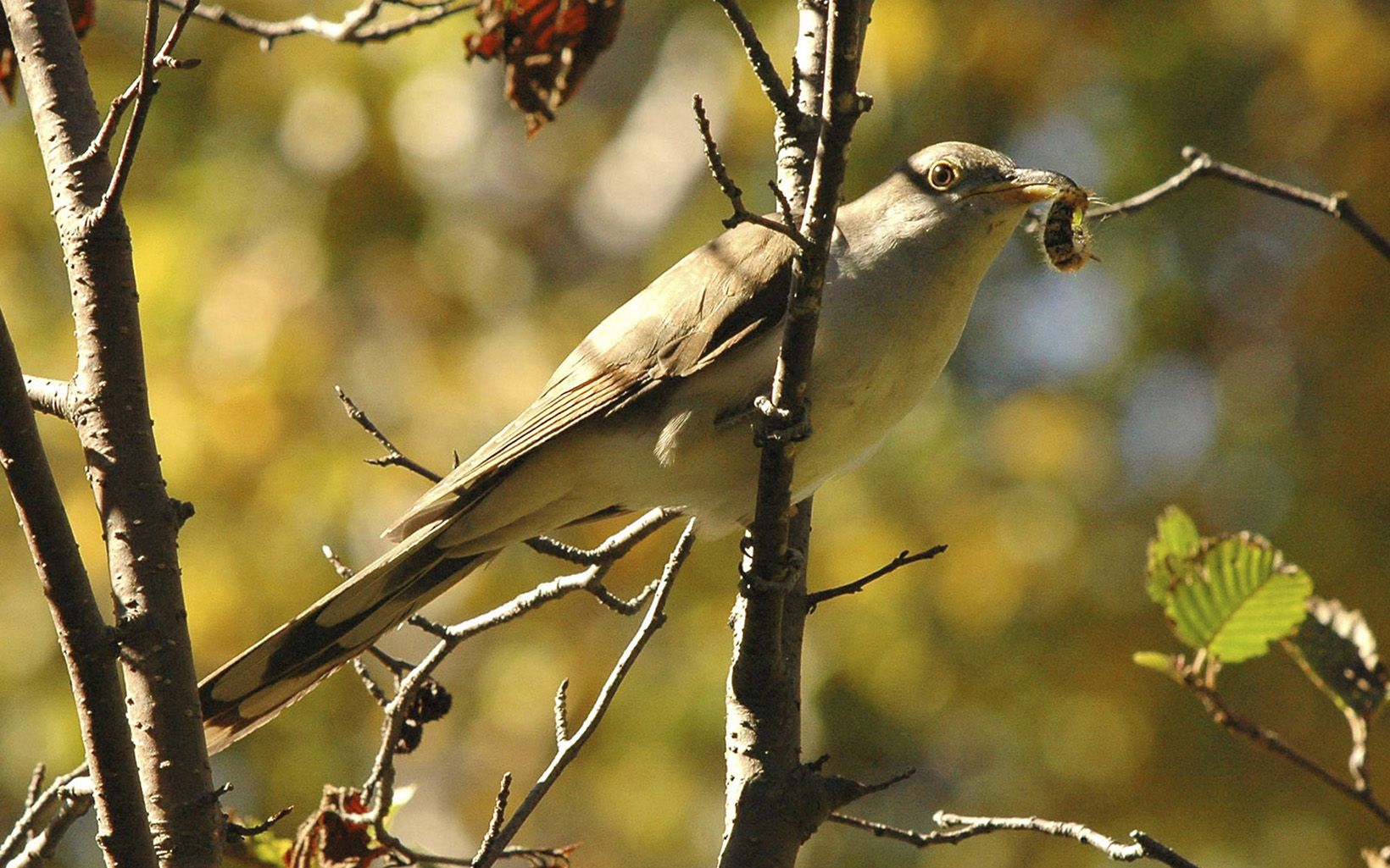 Yellowish bird with bug in its mouth perched on branch.