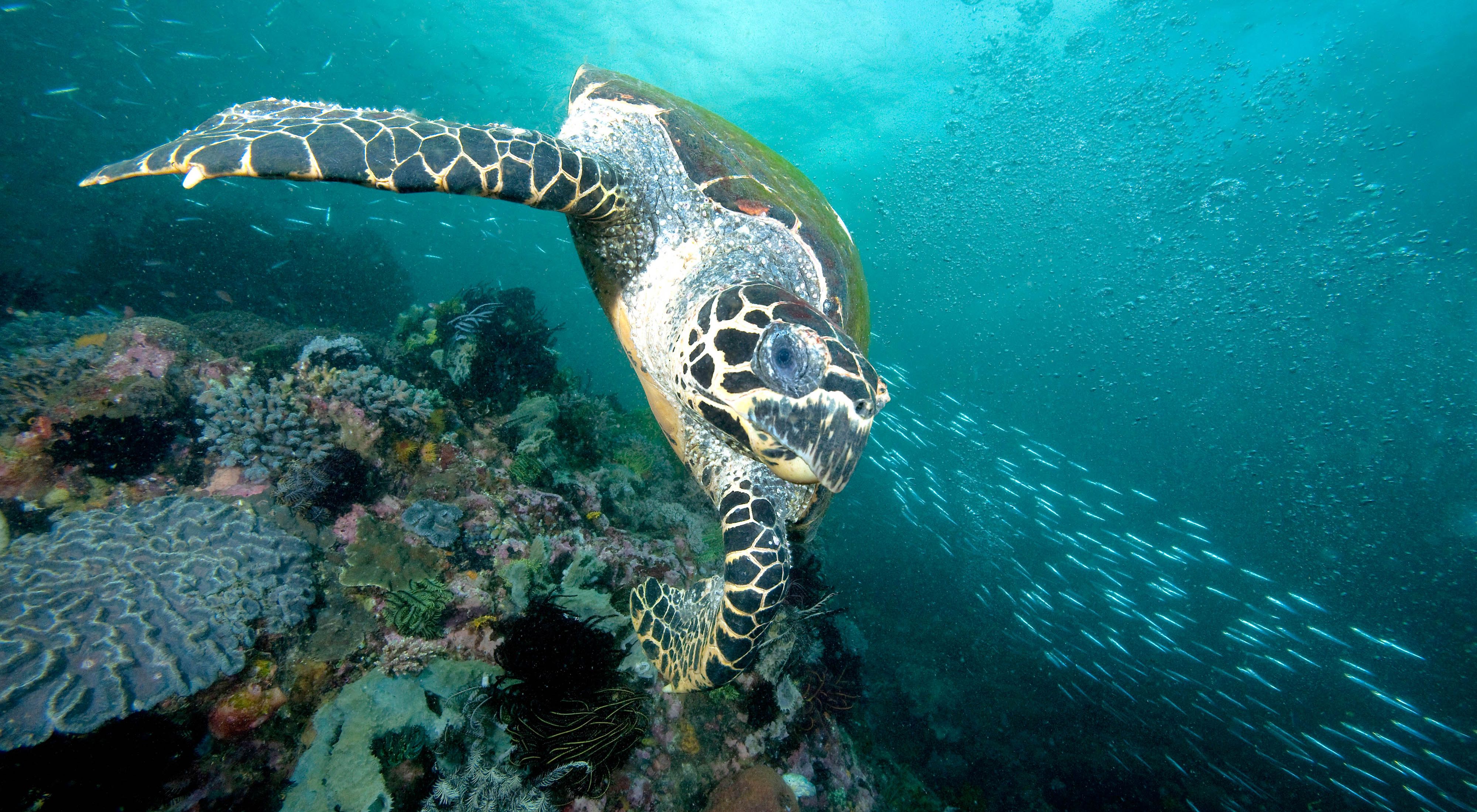 front view of a sea turtle gliding over coral