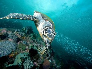 front view of a sea turtle gliding over some coral