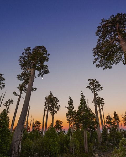 Tall trees point skyward under fading light and glow from sunset at dusk.