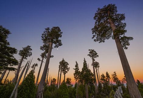Uno de los árboles más longevos del mundo se encuentra en peligro de extinción, y a salvo en la Reserva Costera Valdiviana.