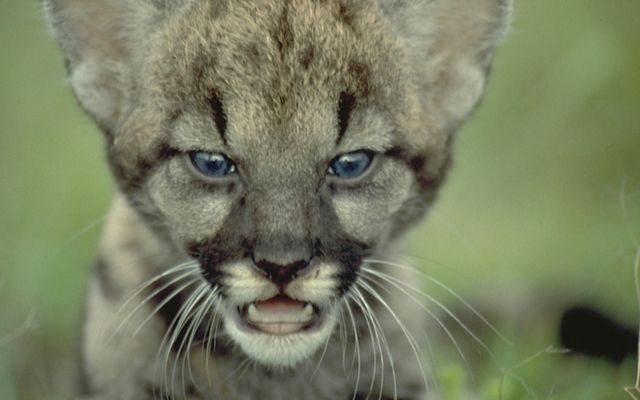Close up of Florida panther kitten face. 