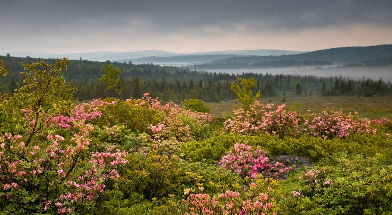 A field of pink mountain laurel in bloom with forest, mountains, and mist in the background.