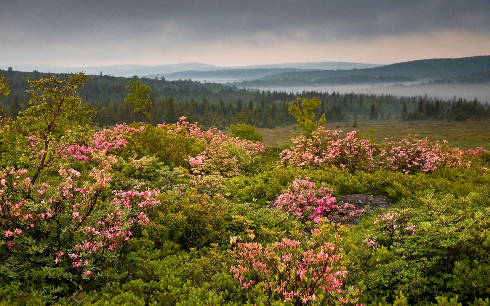 Blooming flowers, a mountain meadow and distant views at Bear Rocks Preserve in West Virginia.