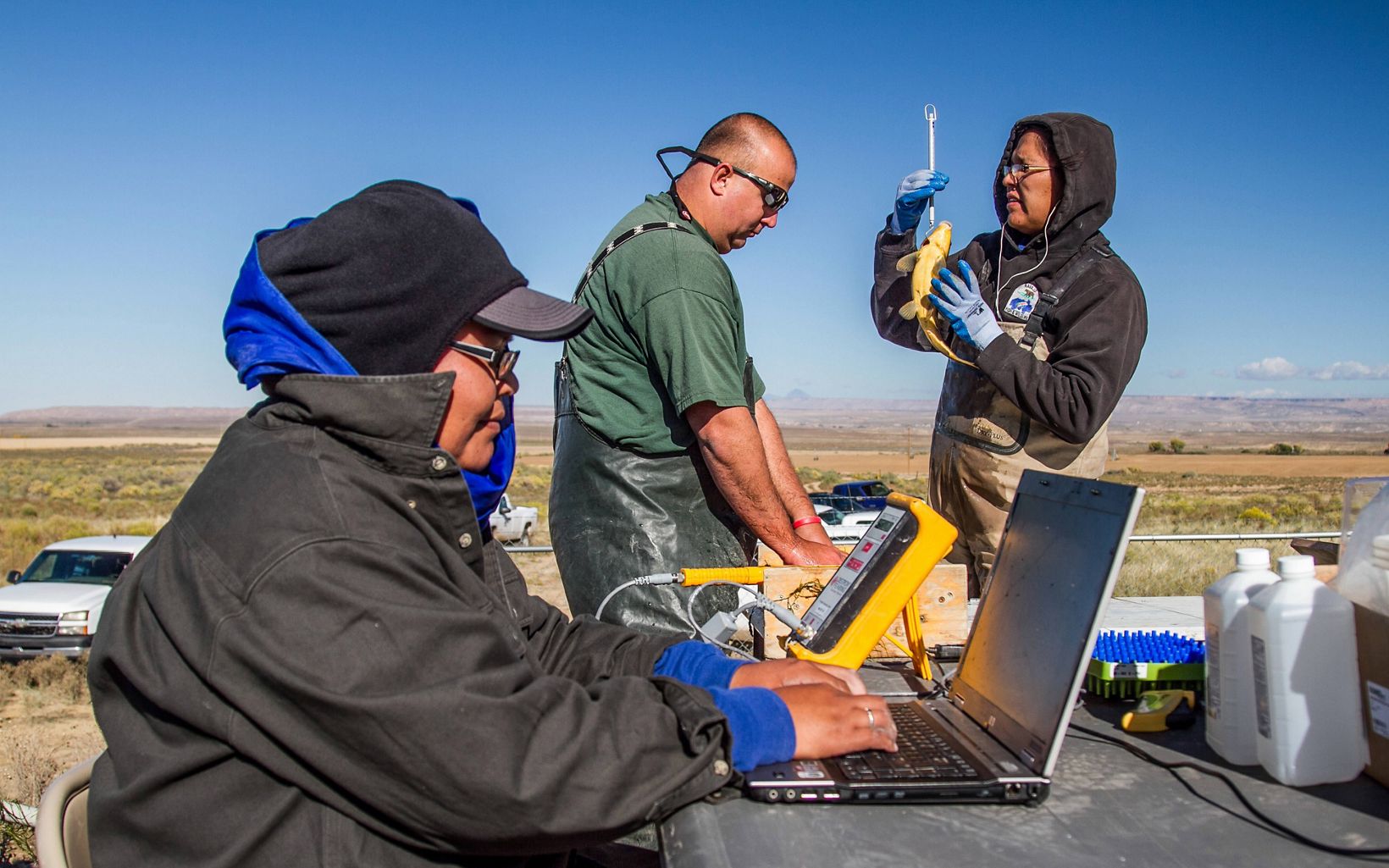  El personal del Departamento de Pesca y Vida Silvestre de la Nación Navajo de Nuevo México (NNDFW, por sus siglas en inglés) marca, pesa y mide a los jóvenes retoños