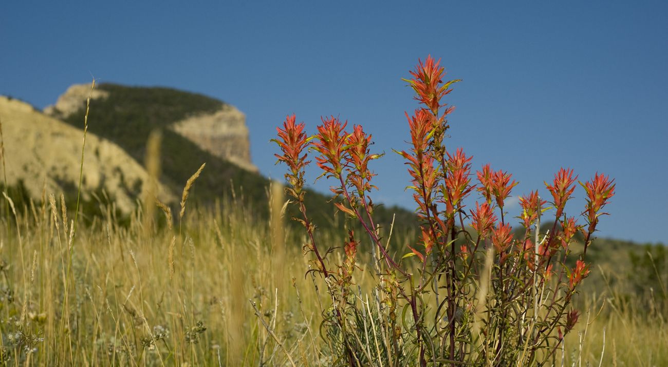 An orange flowering plant in a grassy prairie in the foreground is framed by a rugged, rocky mountain in the distance.