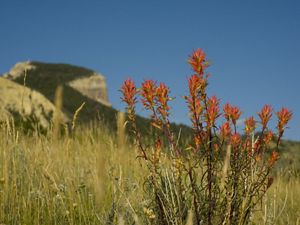 Green grass on a hill with tall bright orange flowers in the foreground. 