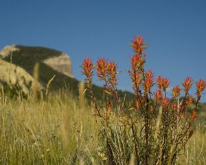 Green grass on a hill with tall bright orange flowers in the foreground.