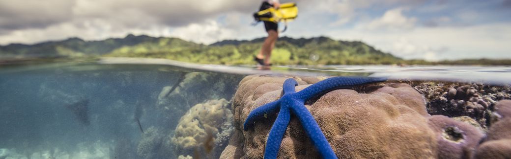 A split view between a blue starfish on coral reef under water in the foreground and a person standing over the water looking down in the background.