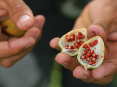 SEMILLAS EN FRUTOS. Arriba, semillas de frutos usados para hacer tintes y maquillaje en Las Marías, una comunidad pech.