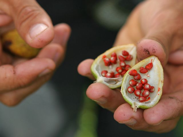 SEMILLAS EN FRUTOS. Arriba, semillas de frutos usados para hacer tintes y maquillaje en Las Marías, una comunidad pech. 