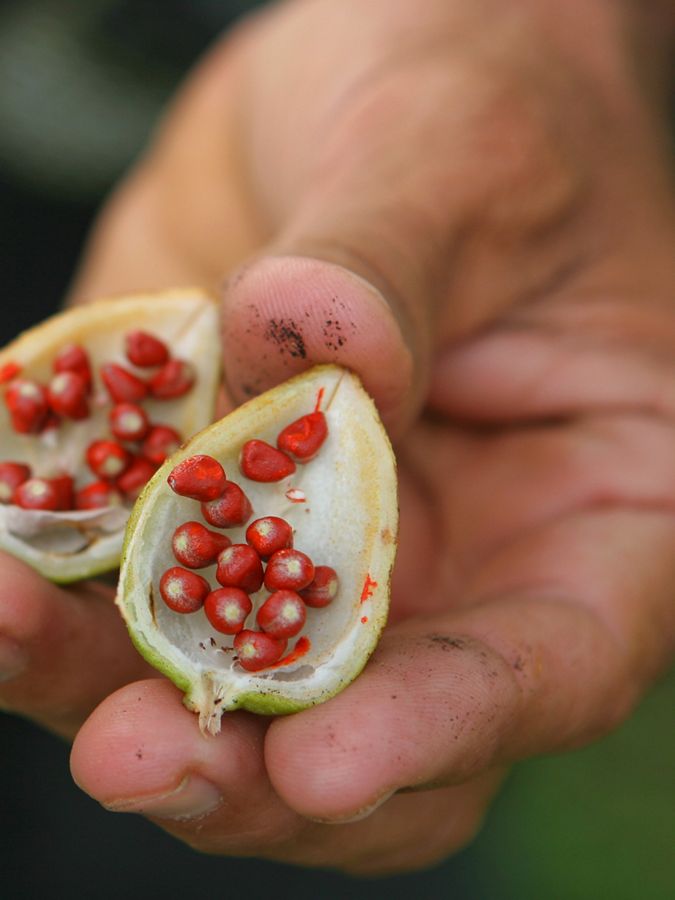 mão segurando uma fruta com sementes vermelhas.