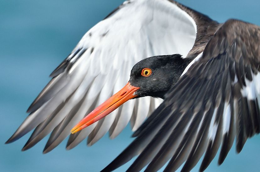 Close up view of a white and black American oystercatcher in flight. Its head with bright orange beak and wings are visible.
