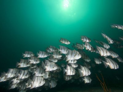 School of Atlantic spadefish from below with sunspot at Grays Reef National Maritime Sanctuary, Sapelo Island, Georgia.