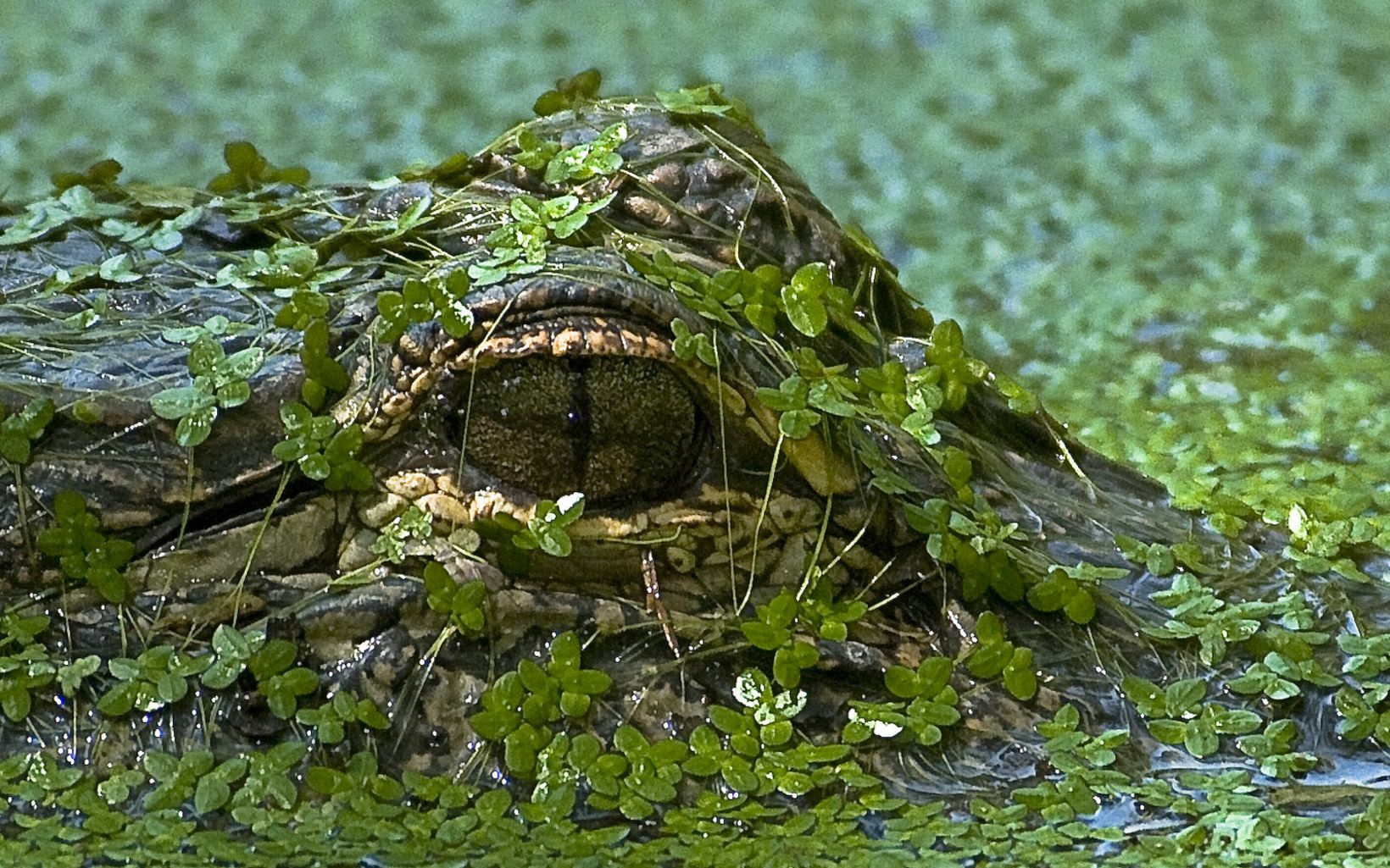 Well-camouflaged amongst a blanket of duckweed, an alligator's eyes rise just above the water's surface.