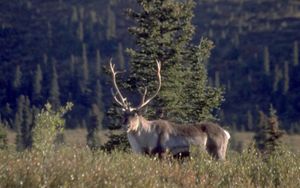 side view of a caribou