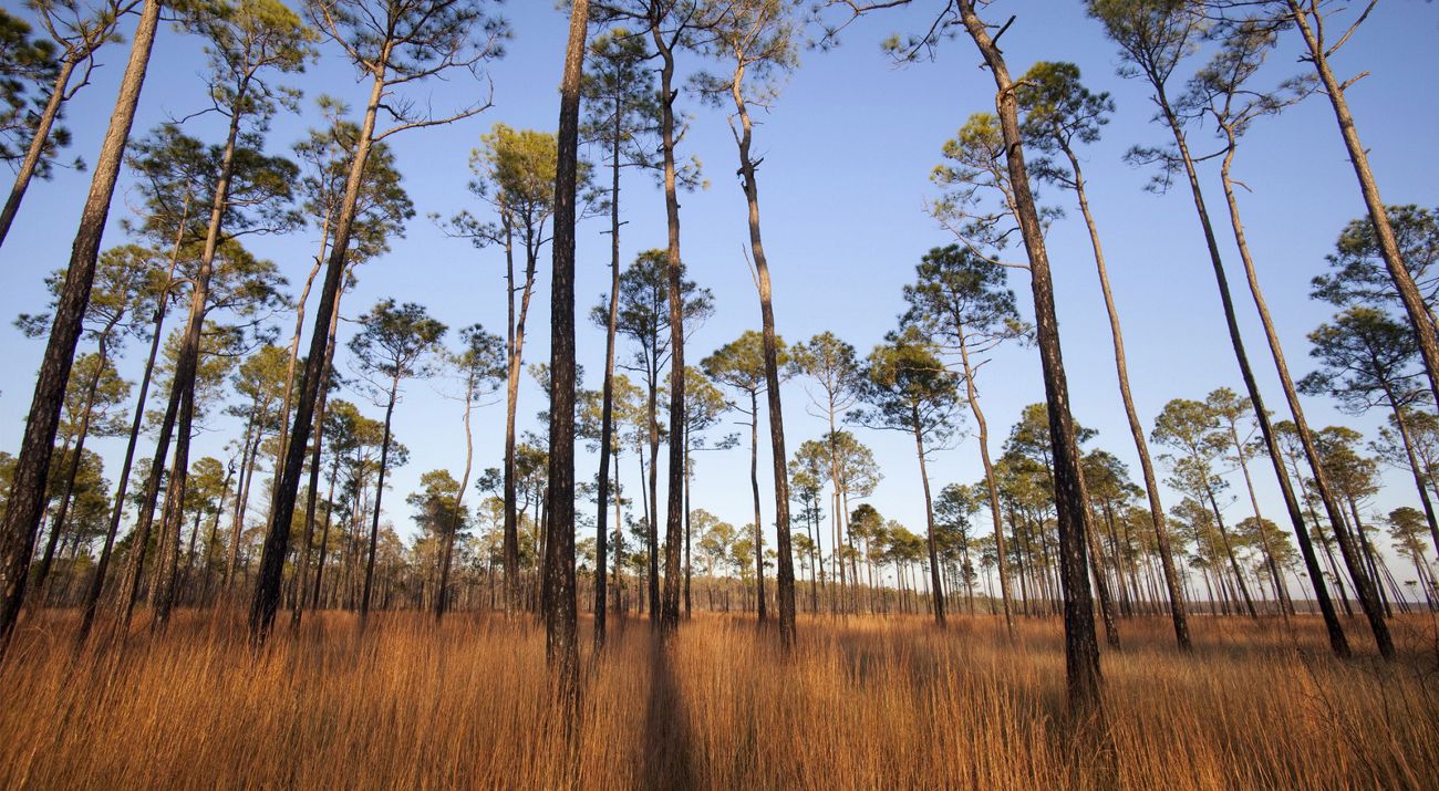 Grand Bay National Wildlife Refuge with tall standing trees and grass
