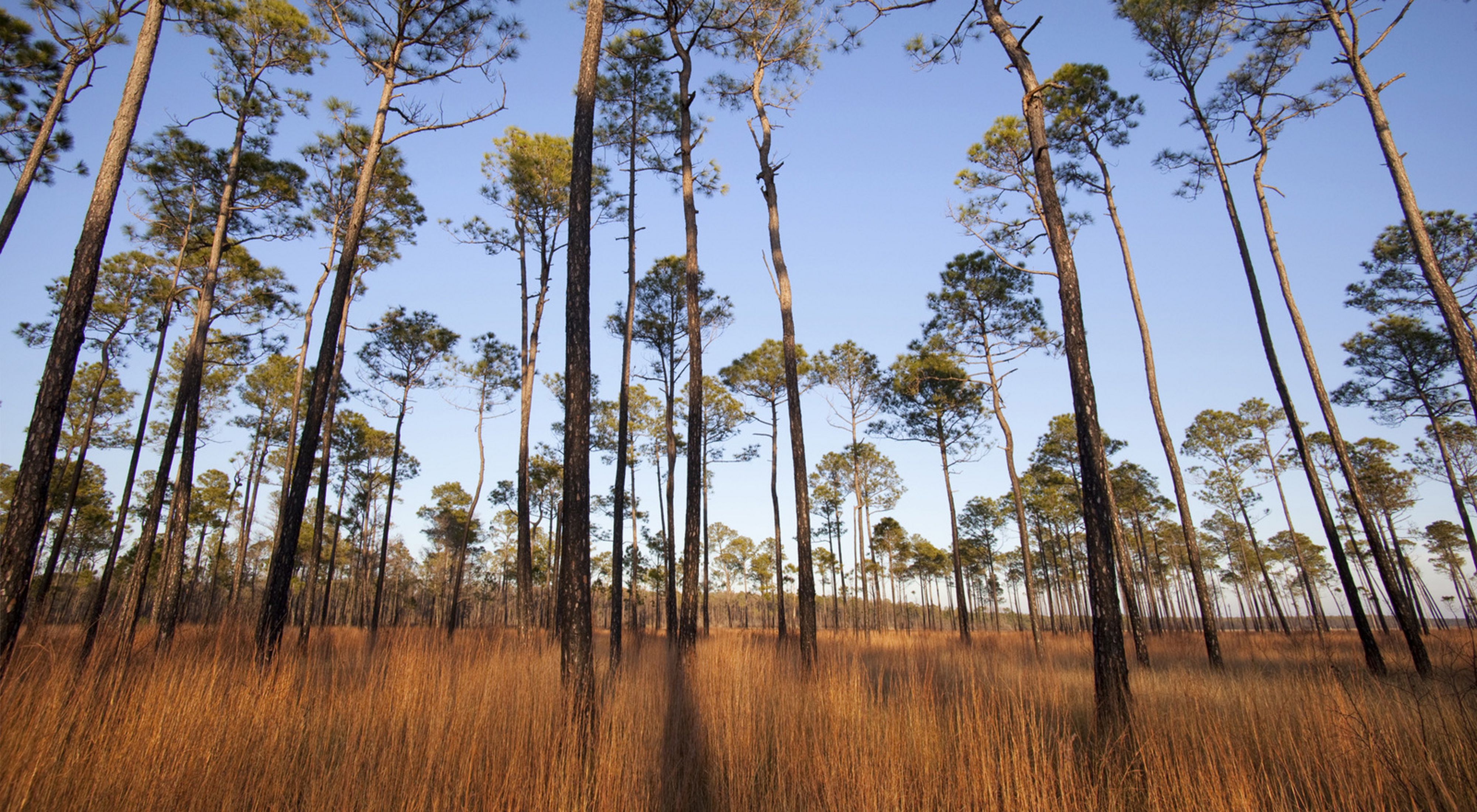 Grand Bay National Wildlife Refuge with tall standing trees and grass