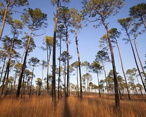 Photo of a longleaf pine forest.