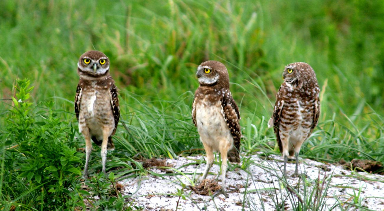 Three brown birds with round yellow eyes stand on a gray rock in the middle of a green grassy field.