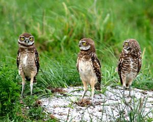 Brown birds with round yellow eyes stand on a gray rock in the middle of a green grassy field.