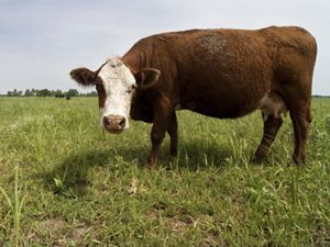 A cow standing in a field 