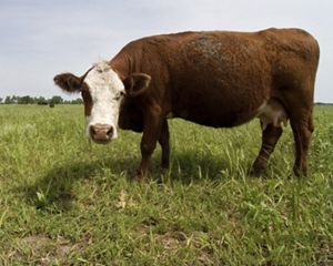 on a restored prairie