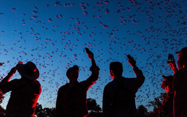 People watch bats emerge at dusk