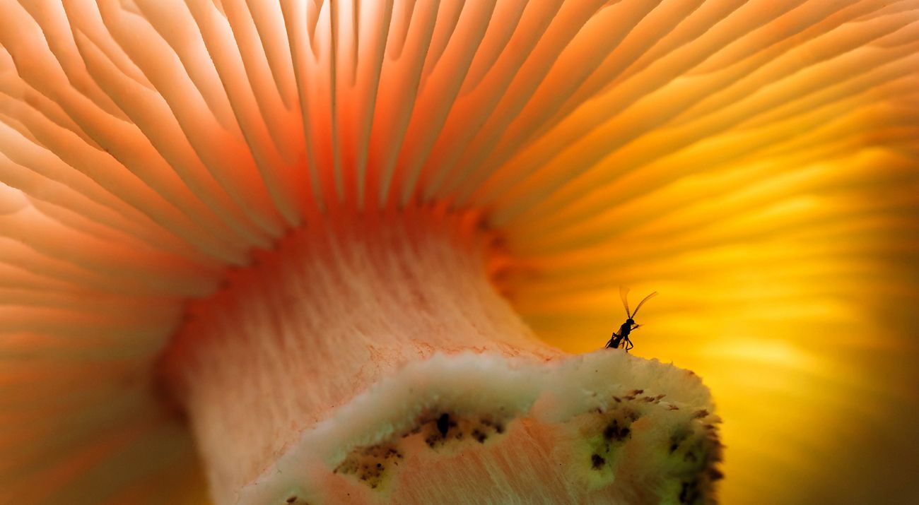 Extreme closeup of a tiny black insect sitting under the canopy of an orange-colored fungus.
