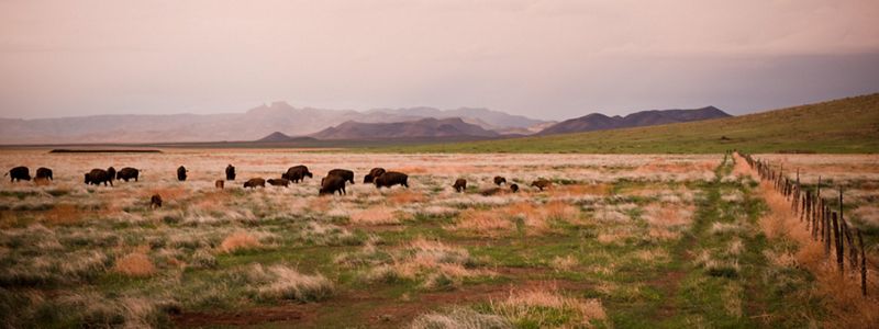 Bison standing in a grassland.