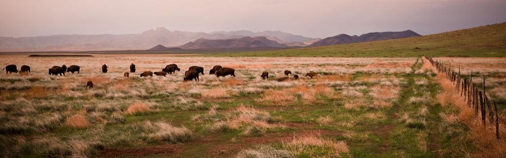 Bison grazing on grassland with mountains in the distance.
