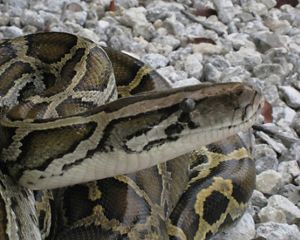 Burmese Python